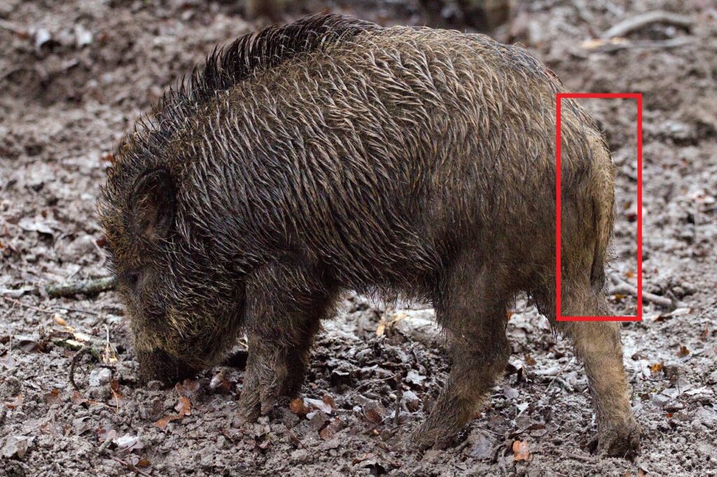 豚のしっぽは何故丸まっているのか その理由を説明 ぶたちゅうブログ